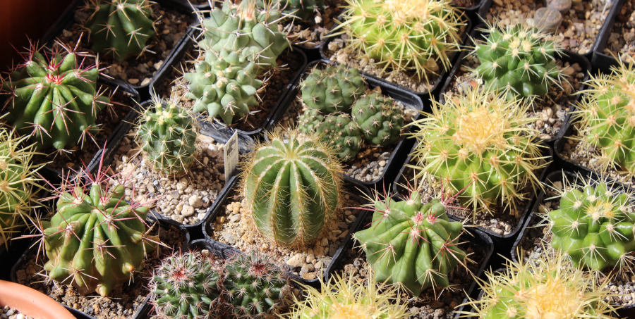 Foto de varios cactus en macetas cuadradas