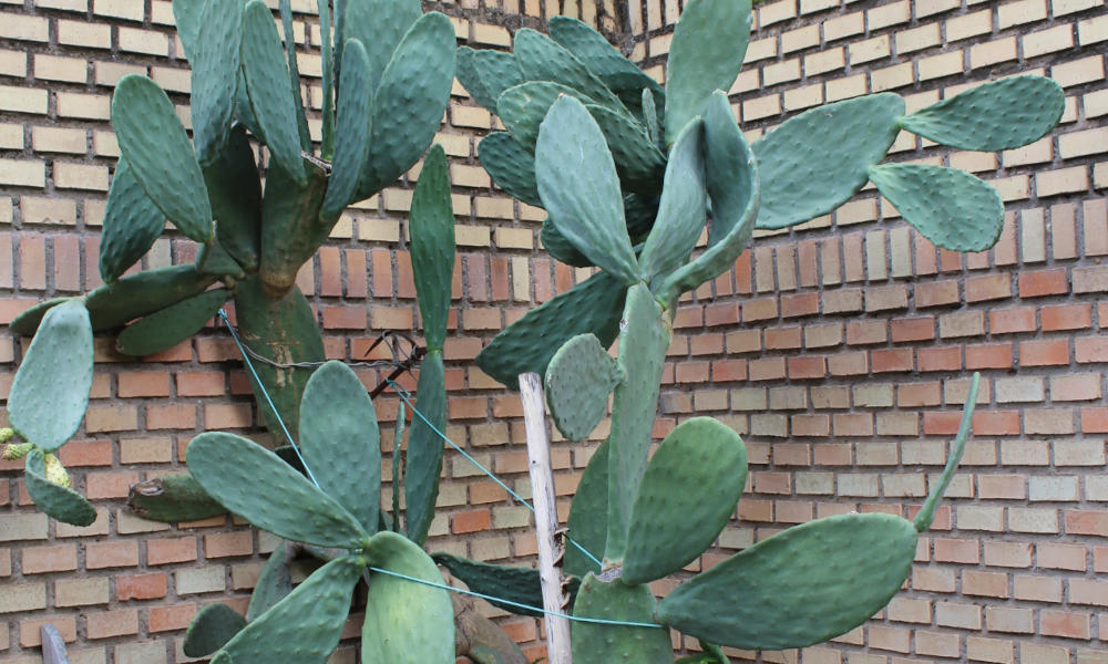 Foto de un nopal mexicano