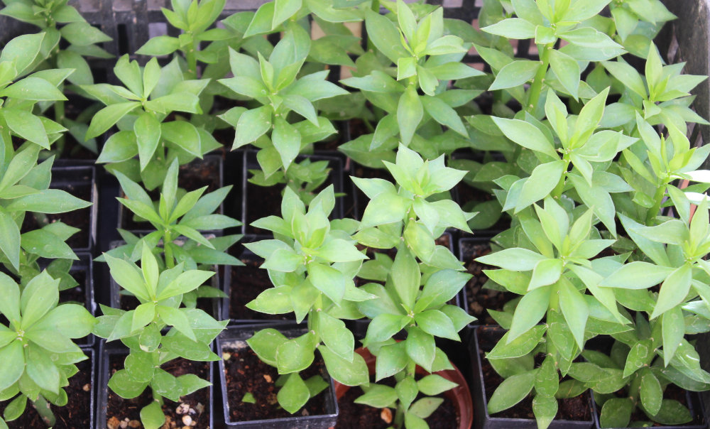 Foto de esquejes enraizados de Pereskiopsis spathulata