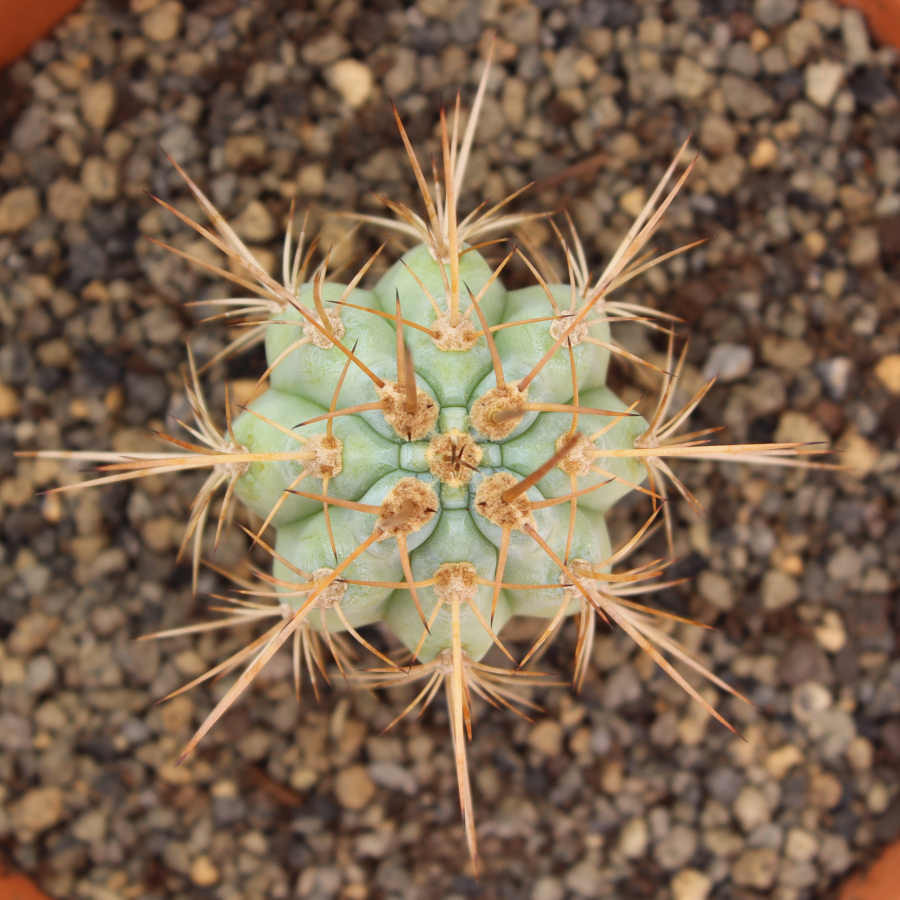 Vista superior de un cactus que parece ser un ejemplar de Browningia hertlingiana.