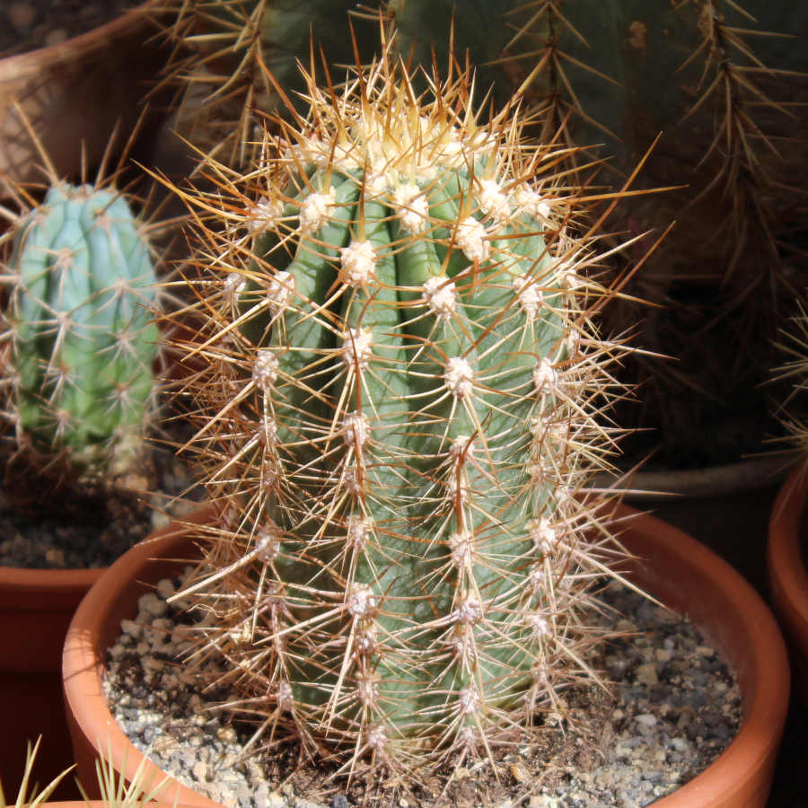 Cactus columnar con muchas espinas fuertes que parece ser un Cereus pasacana.