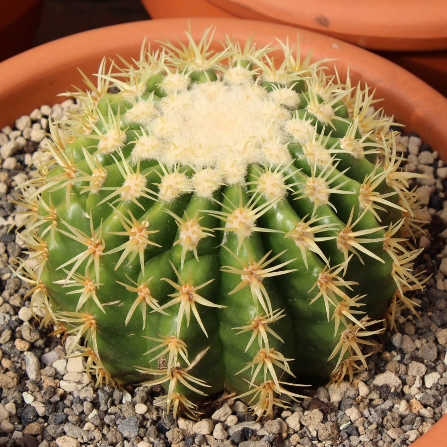 Echinocactus grusonii variedad curvispinus intermedius.
