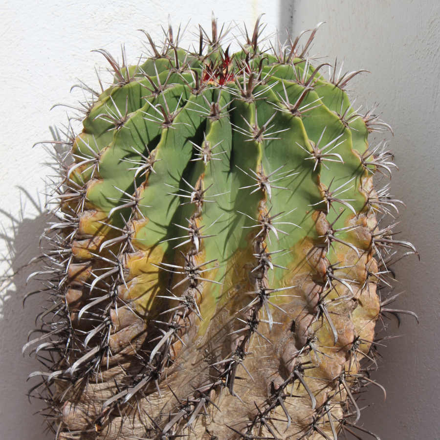 Ferocactus de unos 40 años de edad.