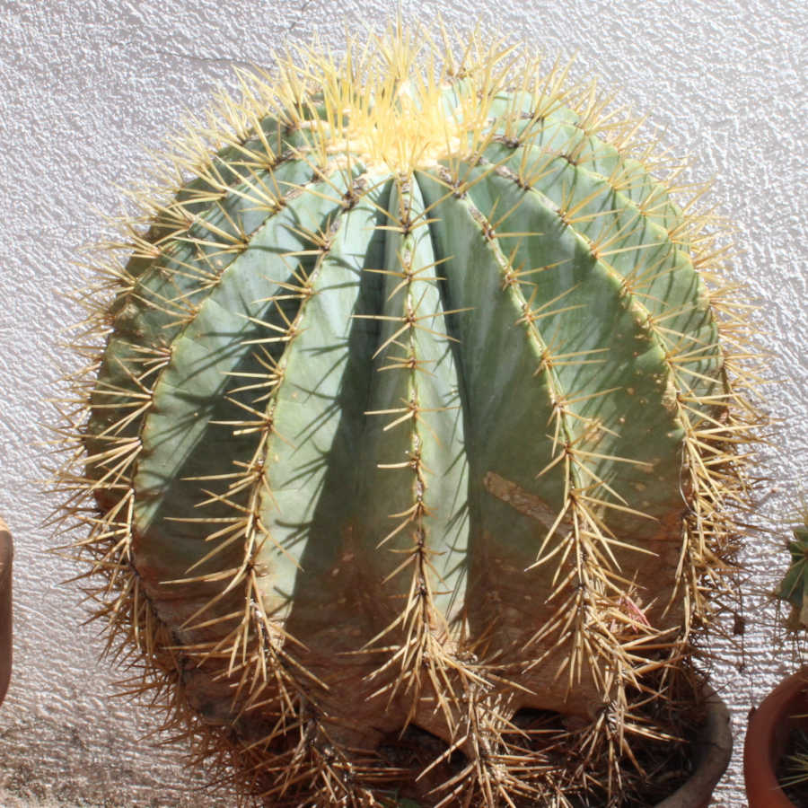 Ferocactus glaucescens bajo el sol.
