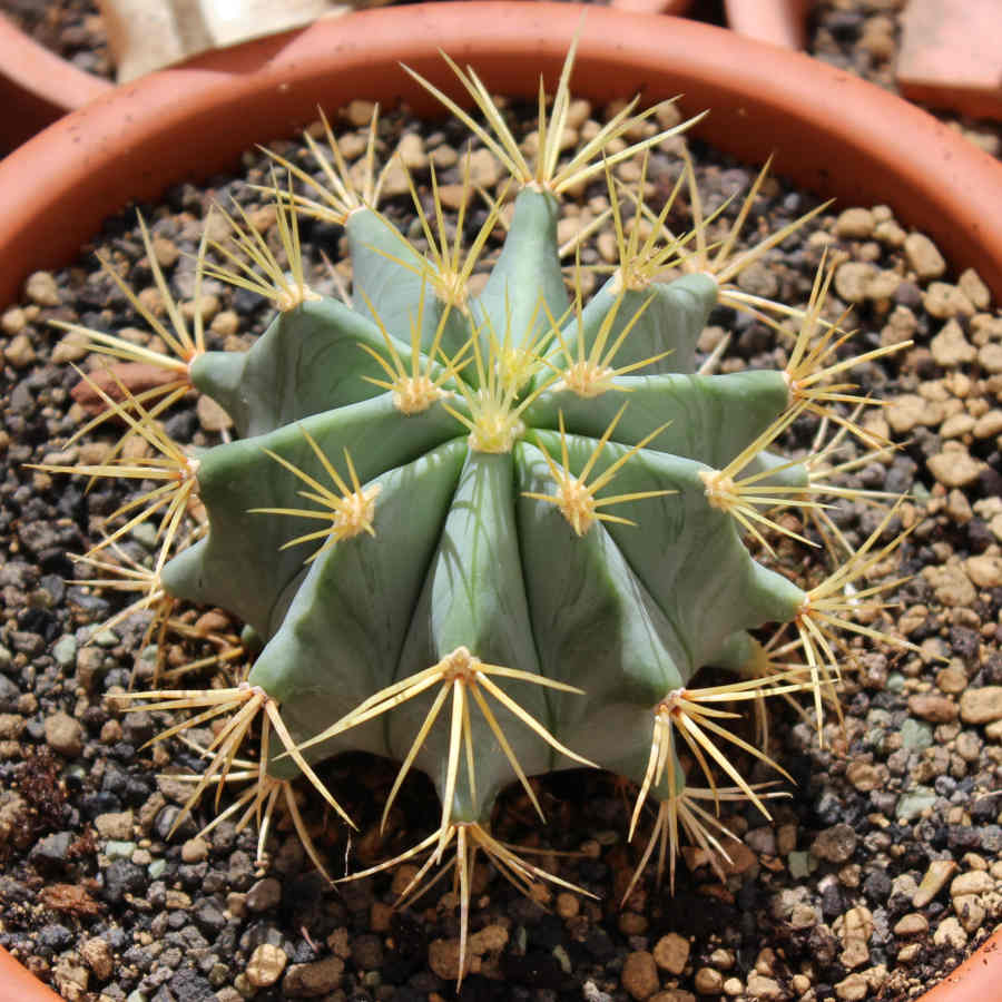 Ferocactus glaucescens bajo el sol directo en una maceta de terracota