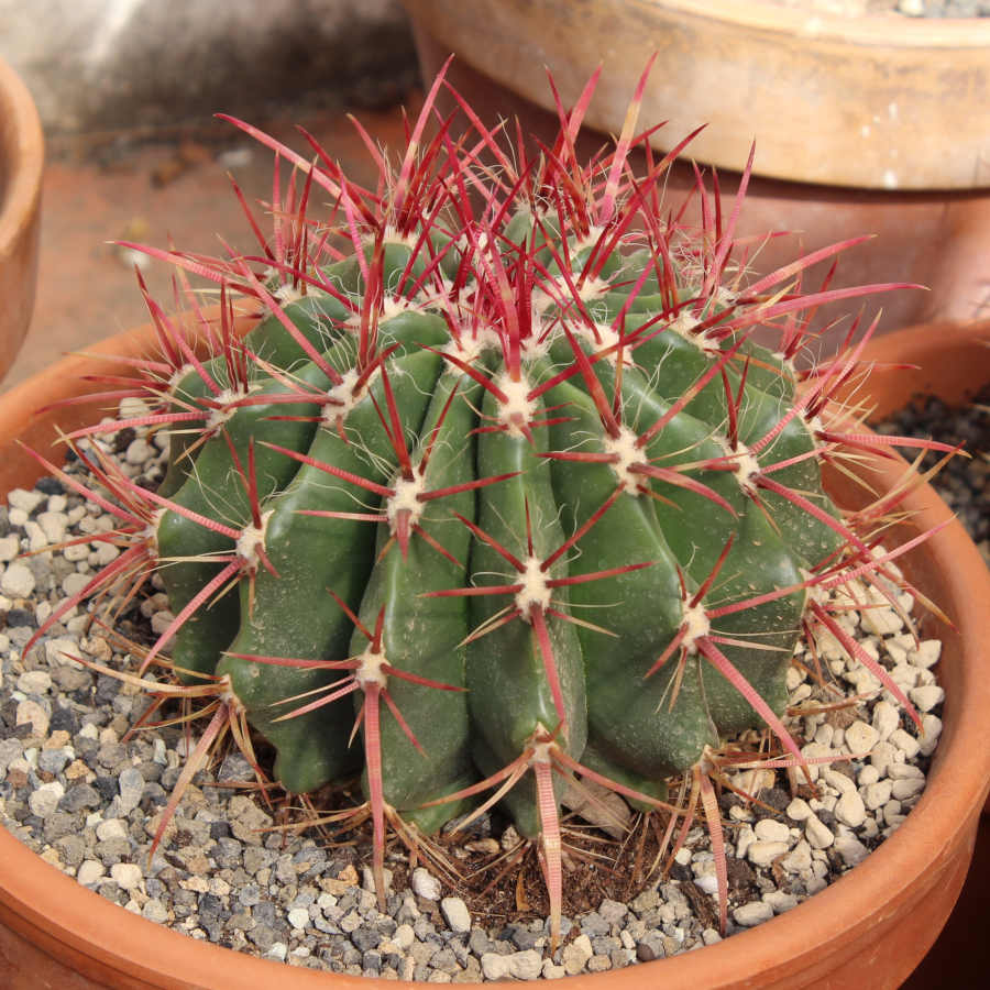 Ferocactus pilosus en una maceta de terracota.