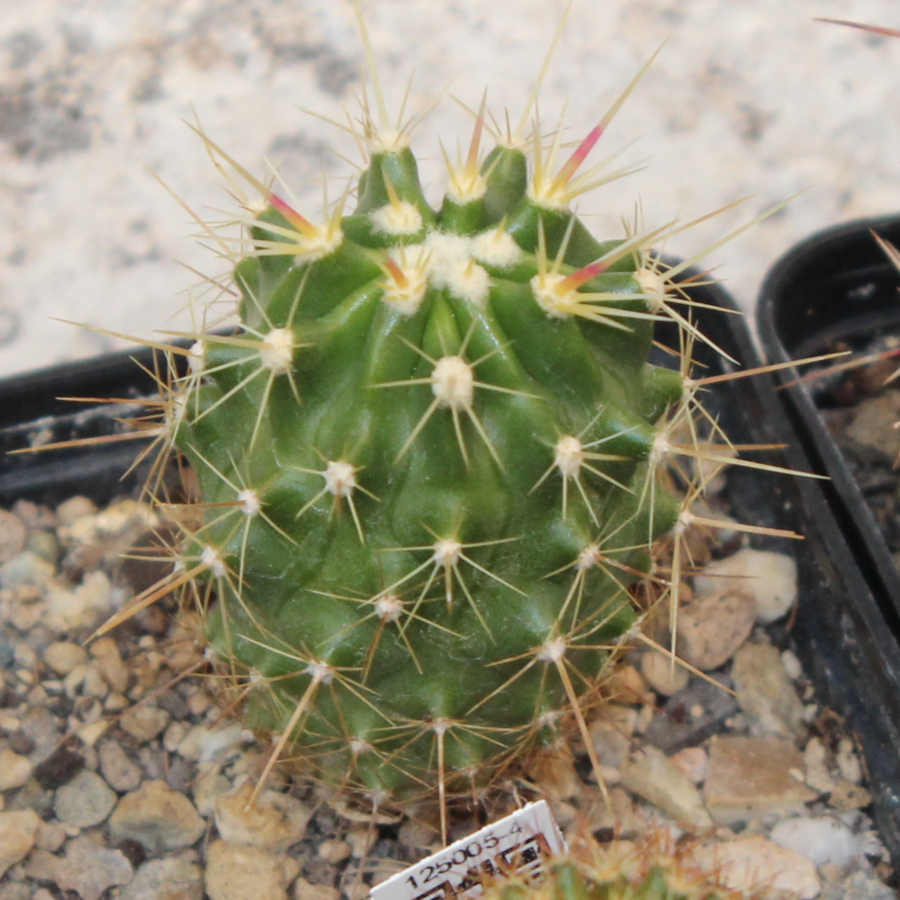 Ferocactus scharzii pequeño.