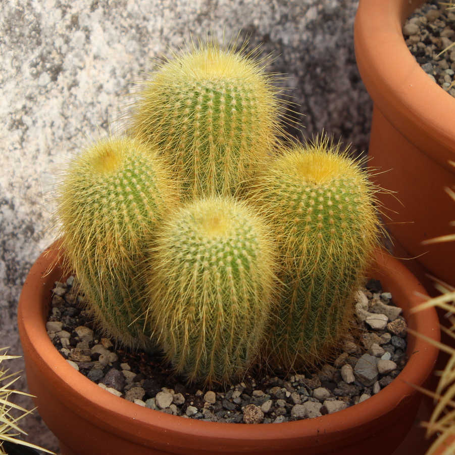Maceta de terracota con tres cactus Parodia leninghausii